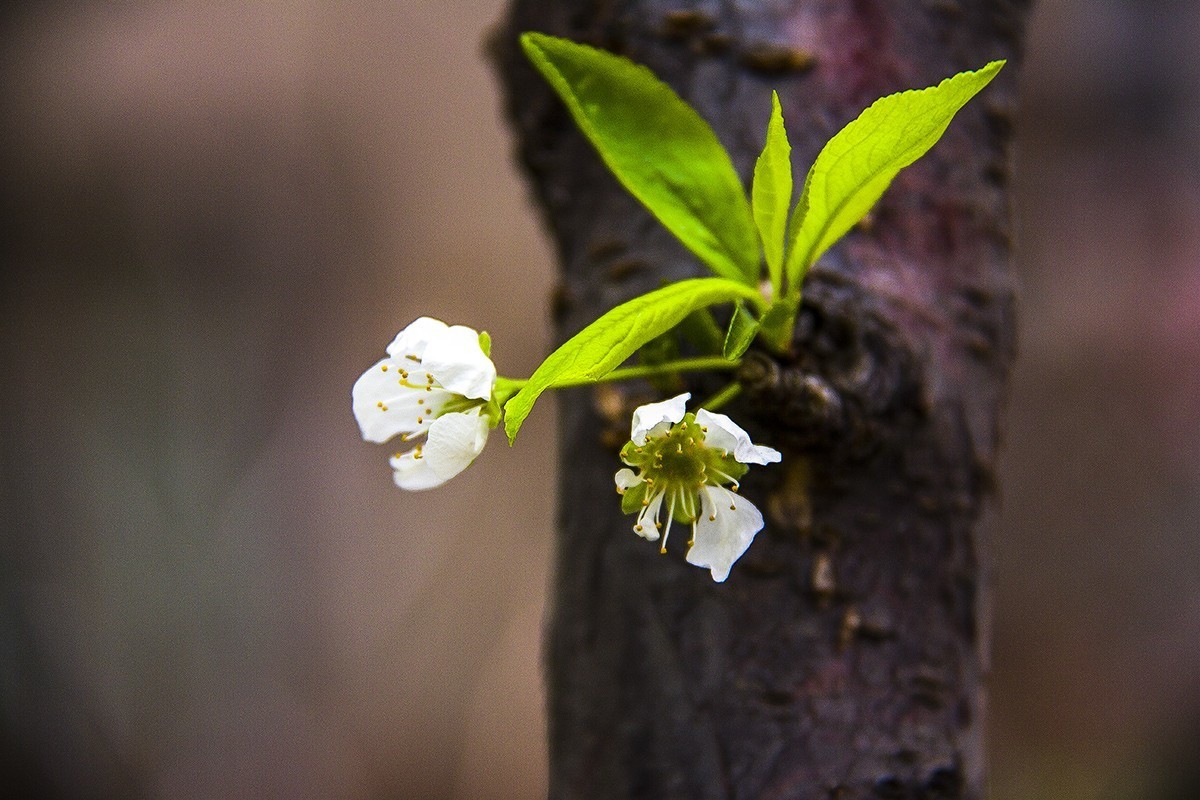 发一组后期制作的花。
