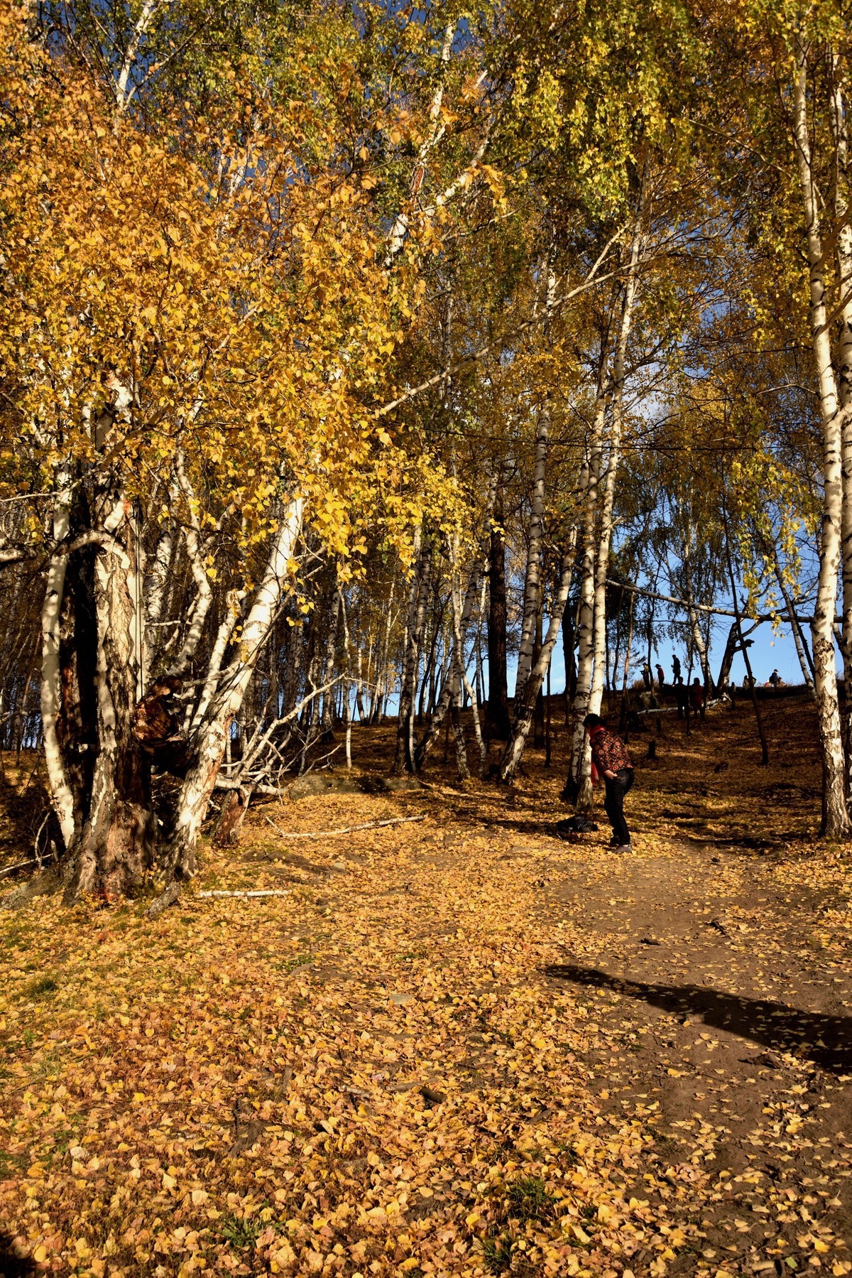 初秋北疆行——禾木村【8】