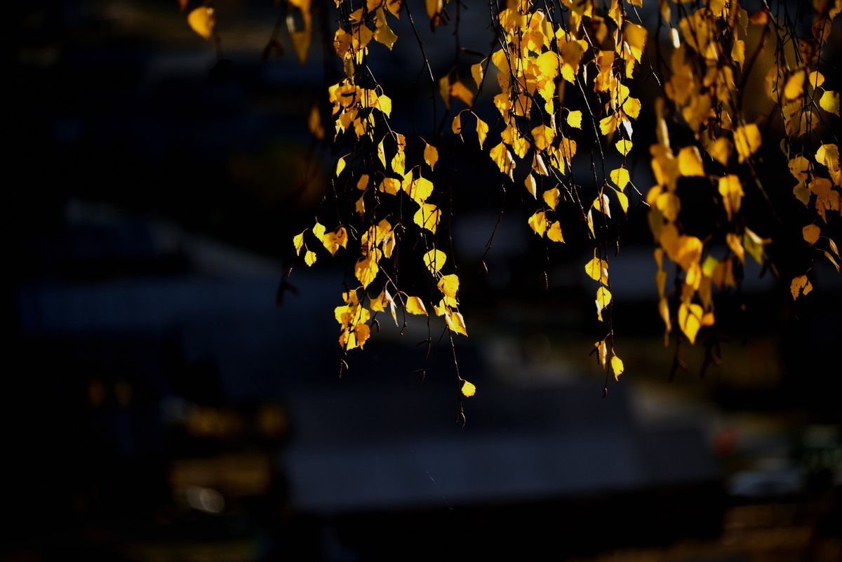 初秋北疆行——禾木村【8】