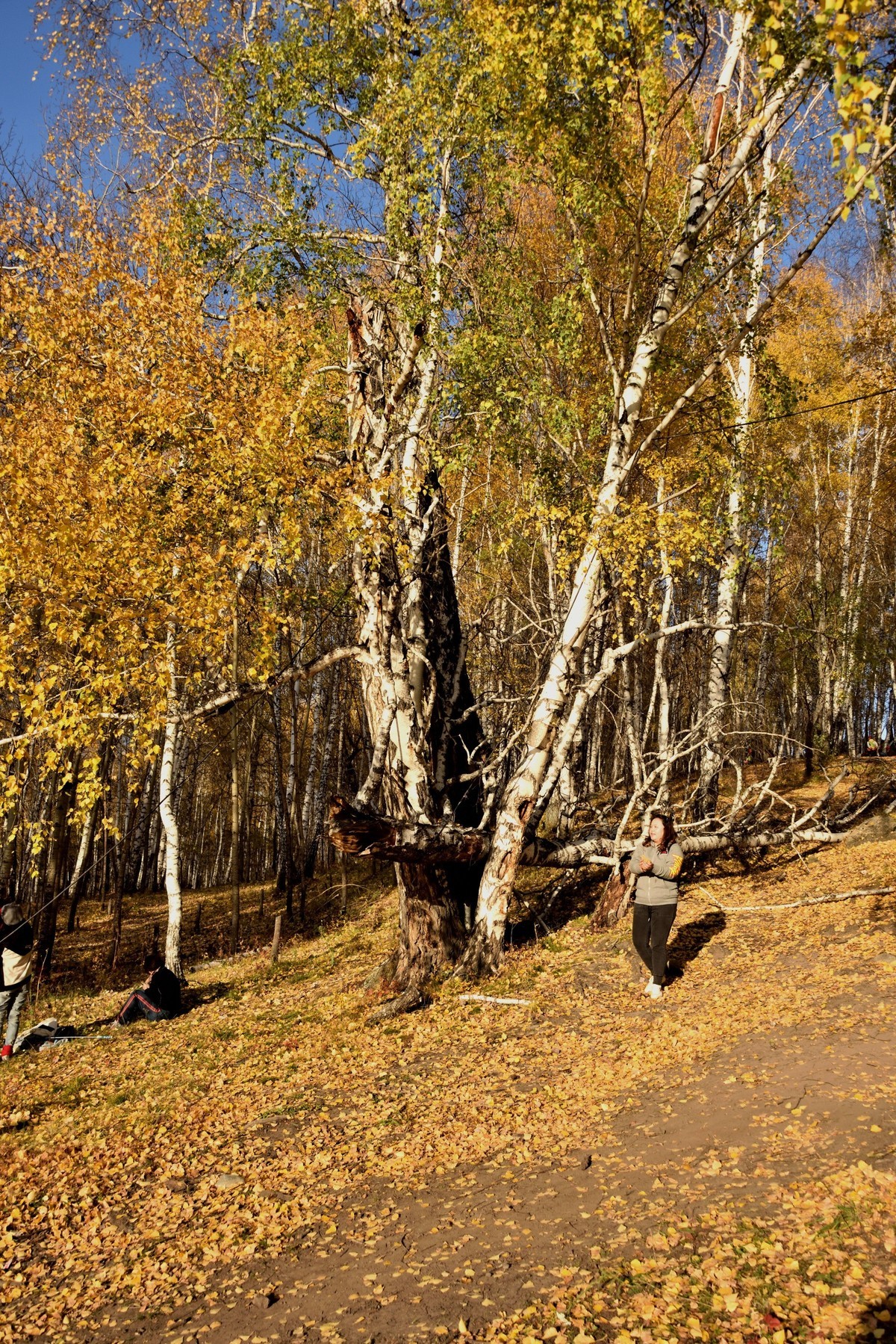 初秋北疆行——禾木村【8】