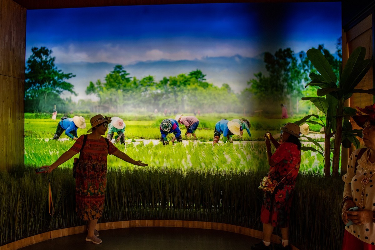 增城丝苗米（一）