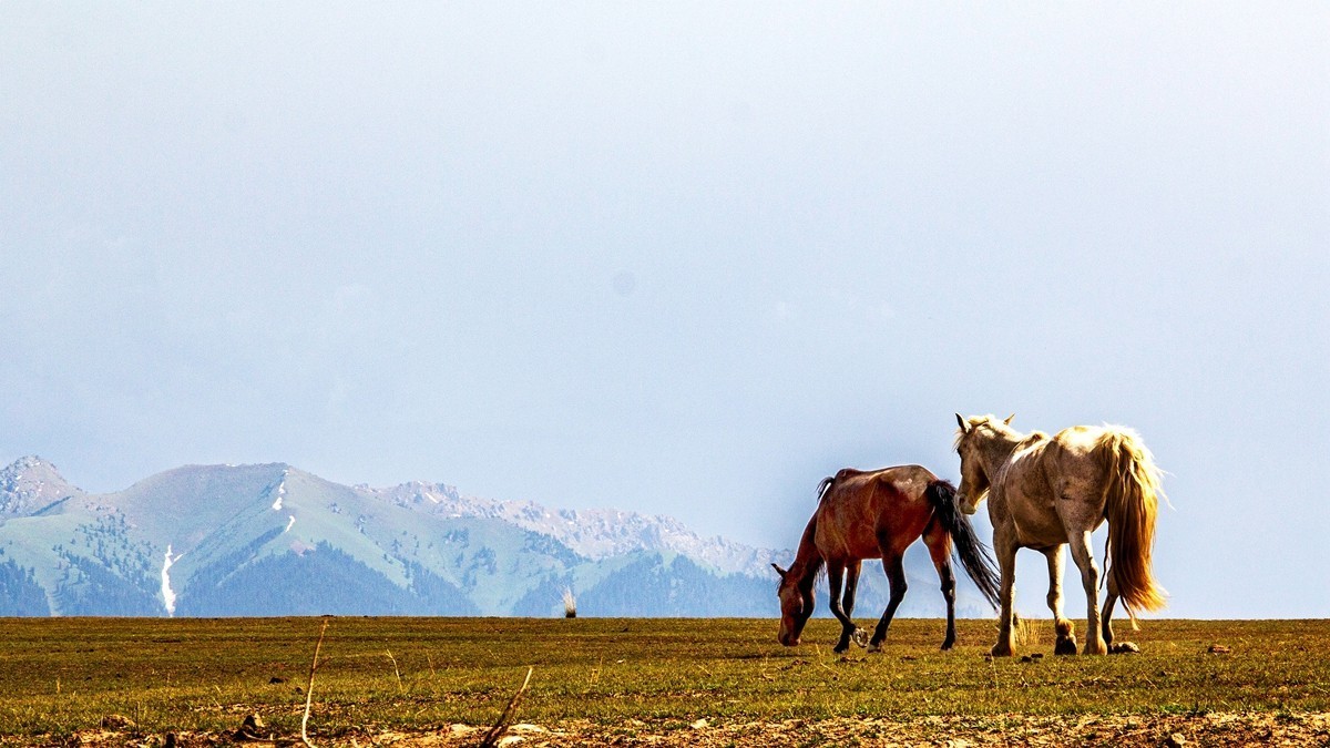 新疆行游--喀拉峻草原【18】
