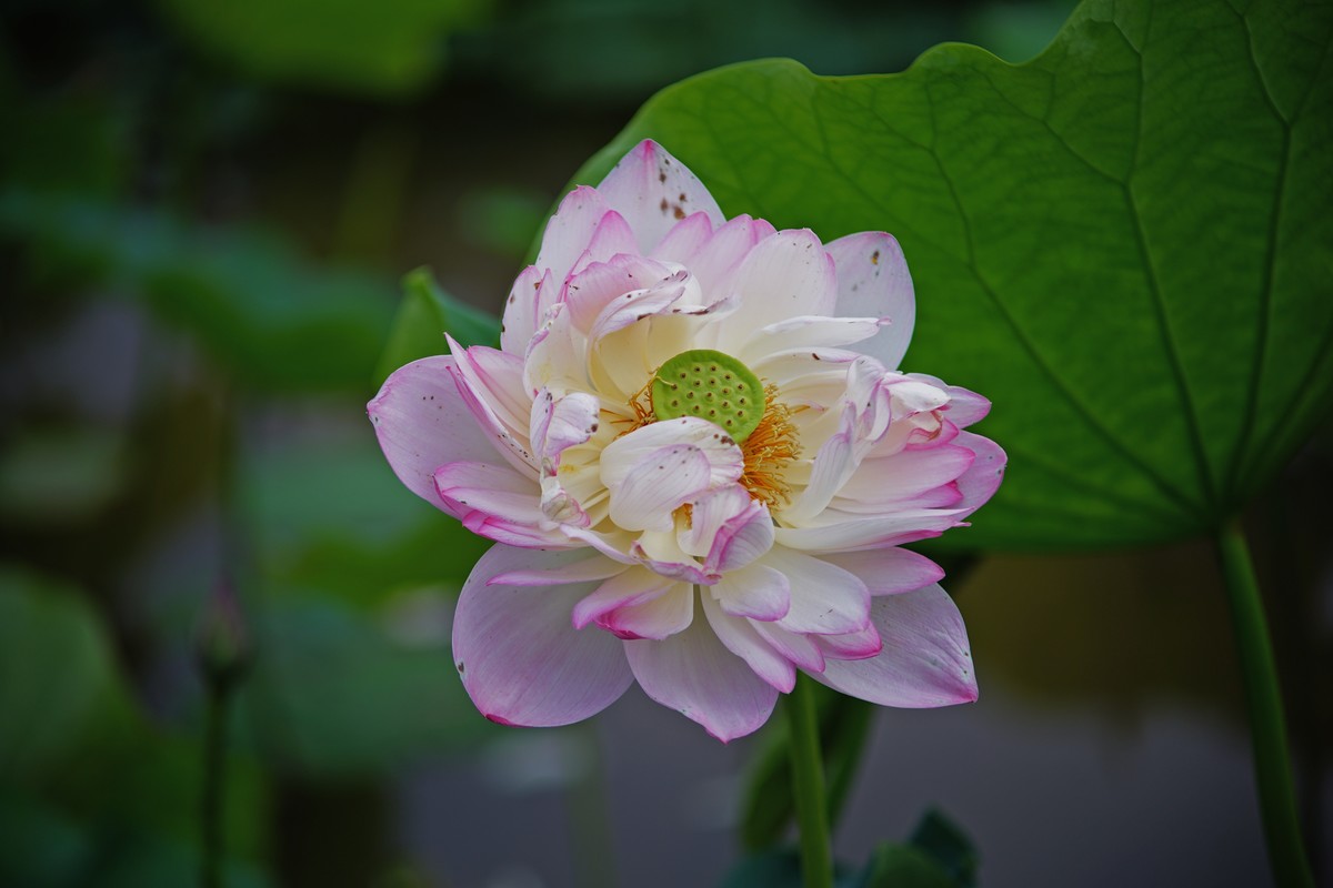 六月的花田坝子