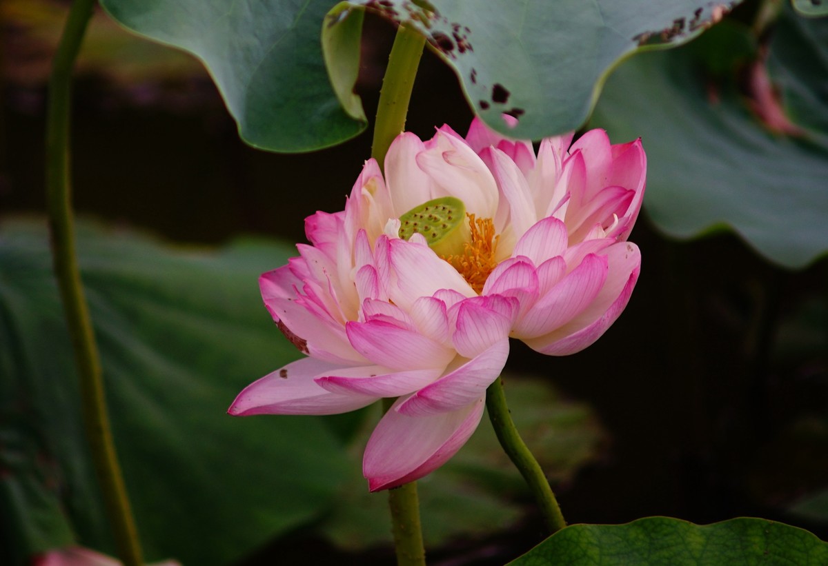 六月的花田坝子