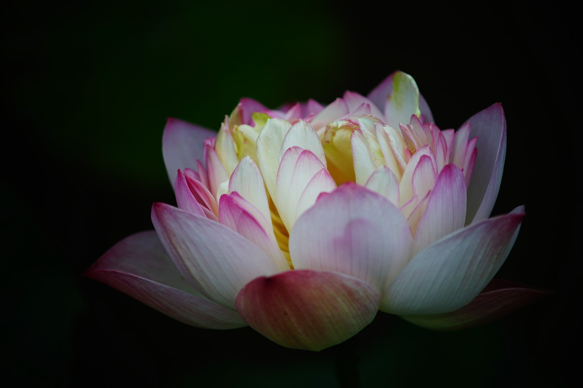 六月的花田坝子