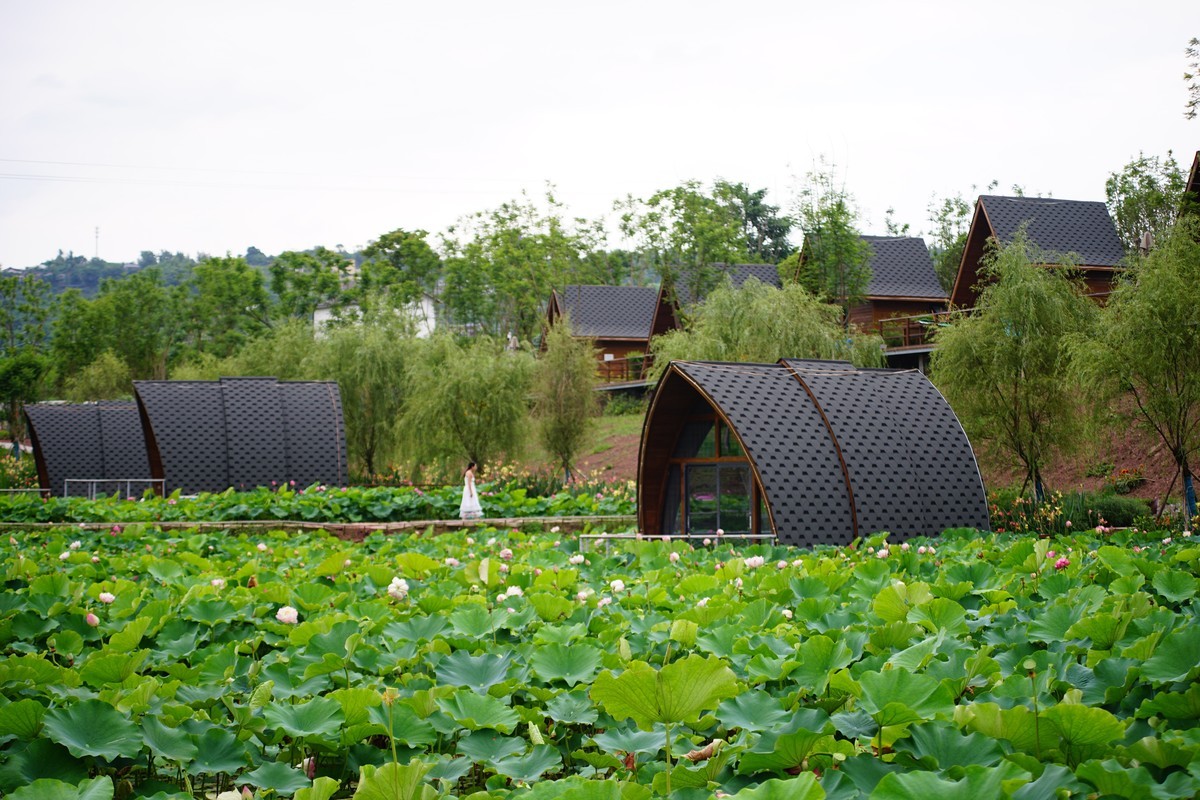 六月的花田坝子