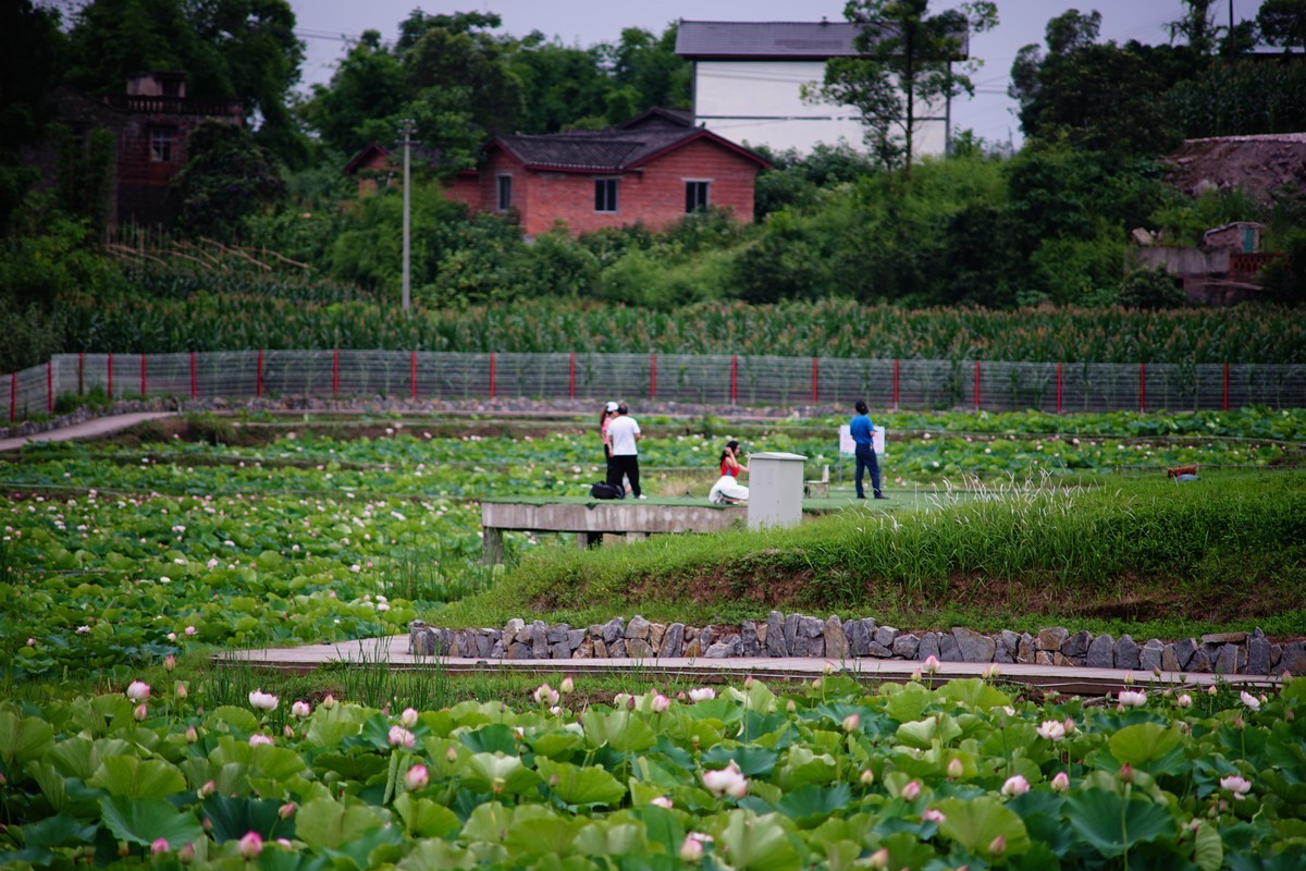 六月的花田坝子