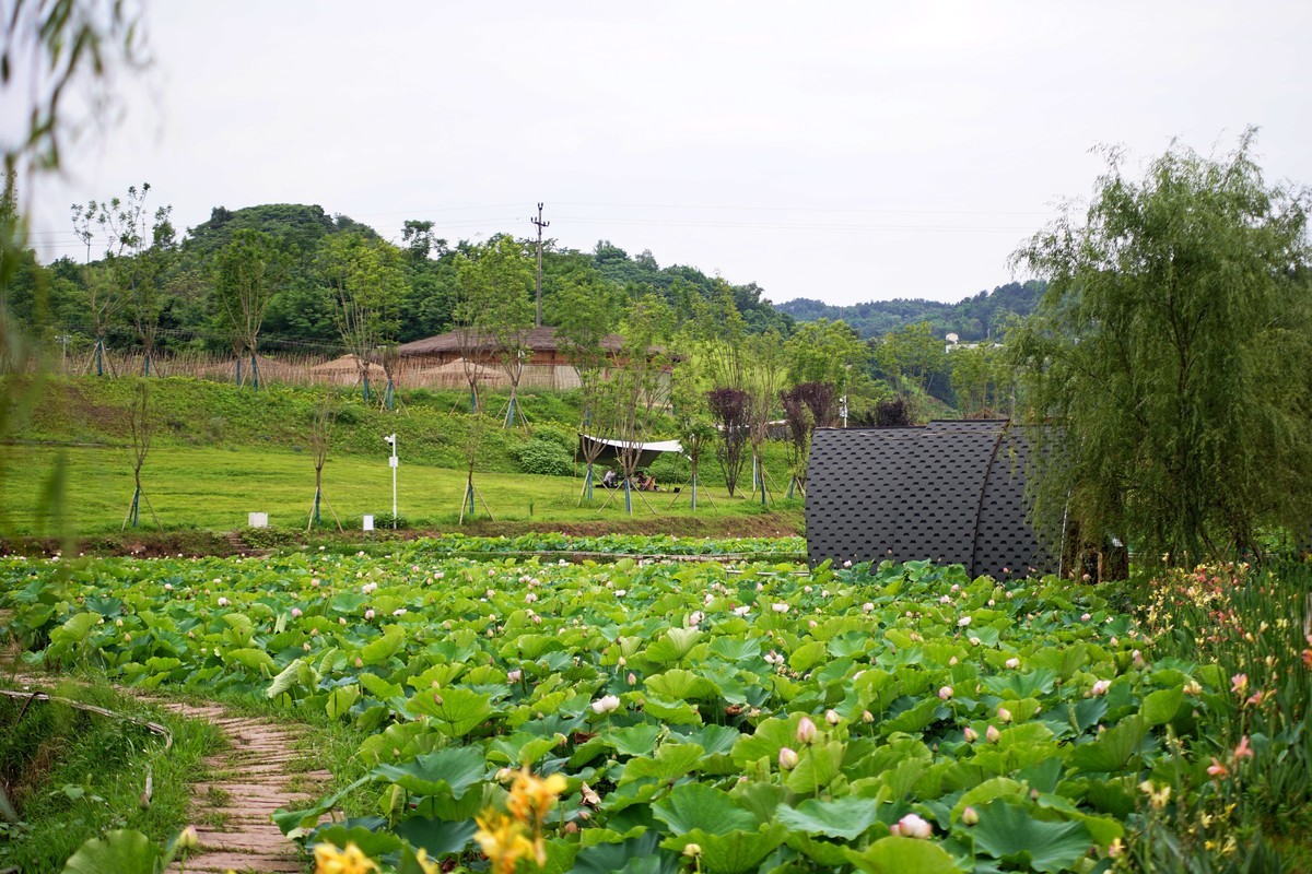 六月的花田坝子