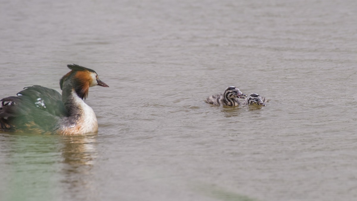 有 趣 的 PI TI 育 雏 （ 二 ）