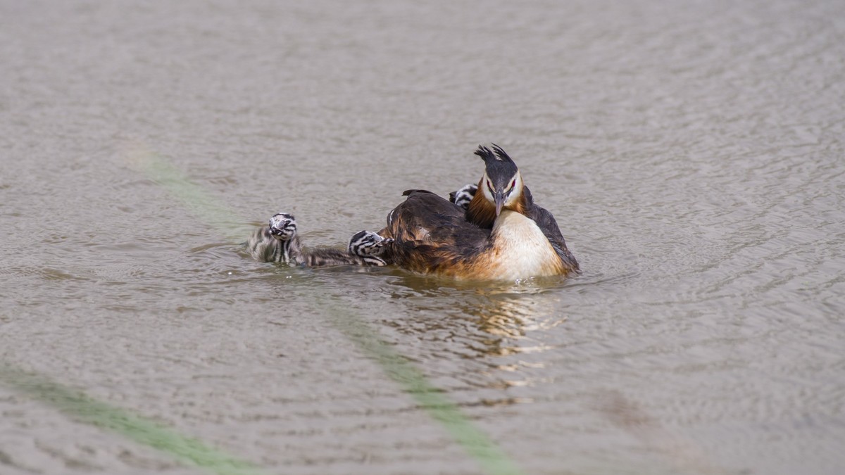 有 趣 的 PI TI 育 雏 （ 二 ）