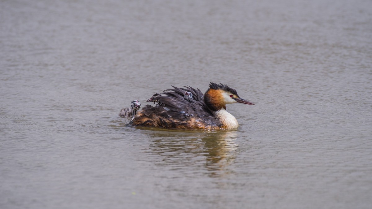 有 趣 的 PI TI 育 雏 （ 二 ）