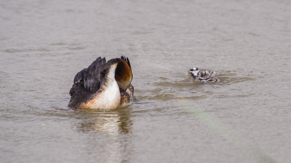 有 趣 的 PI TI 育 雏 （ 二 ）