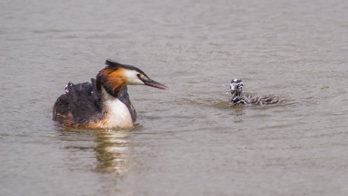 有 趣 的 PI TI 育 雏 （ 二 ）