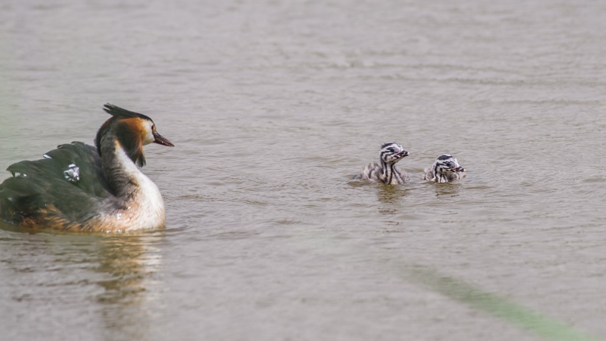 有 趣 的 PI TI 育 雏 （ 二 ）