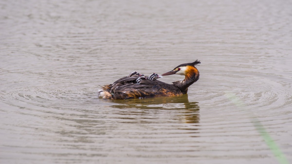 有 趣 的 PI TI 育 雏 （ 二 ）
