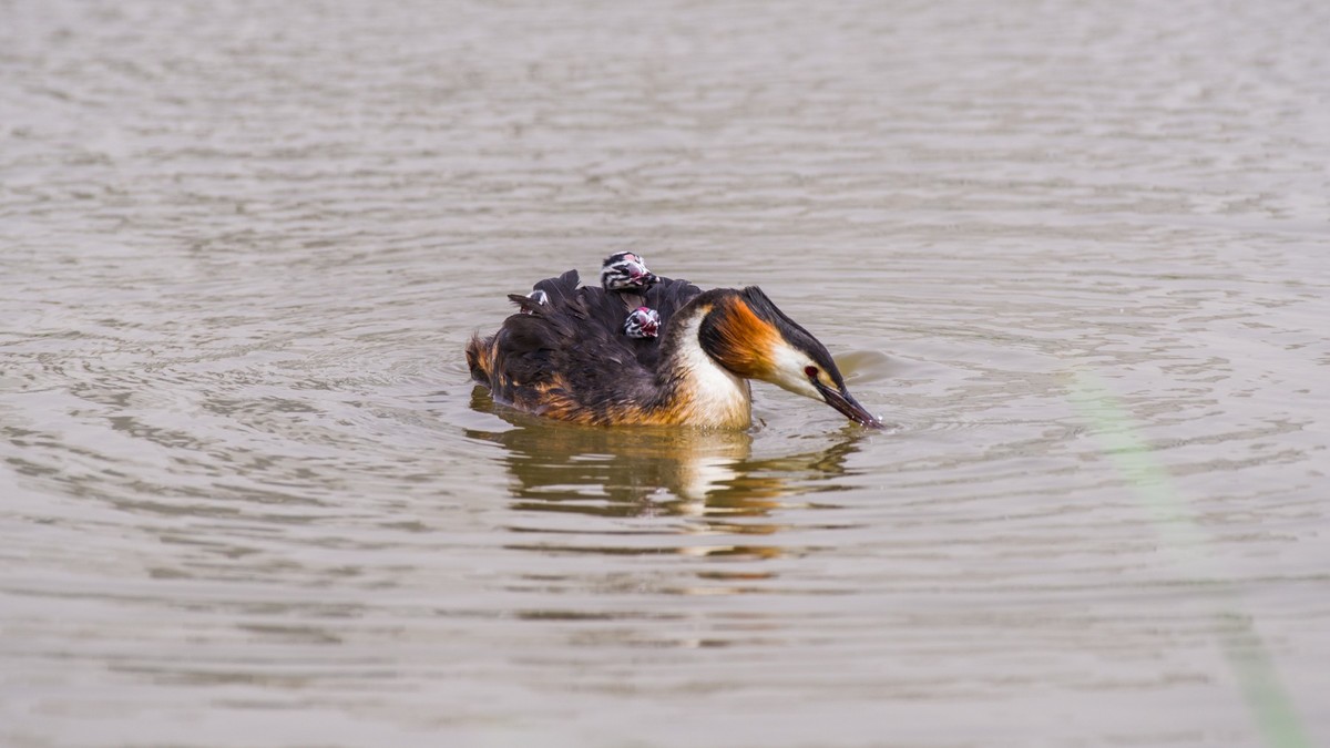 有 趣 的 PI TI 育 雏 （ 二 ）