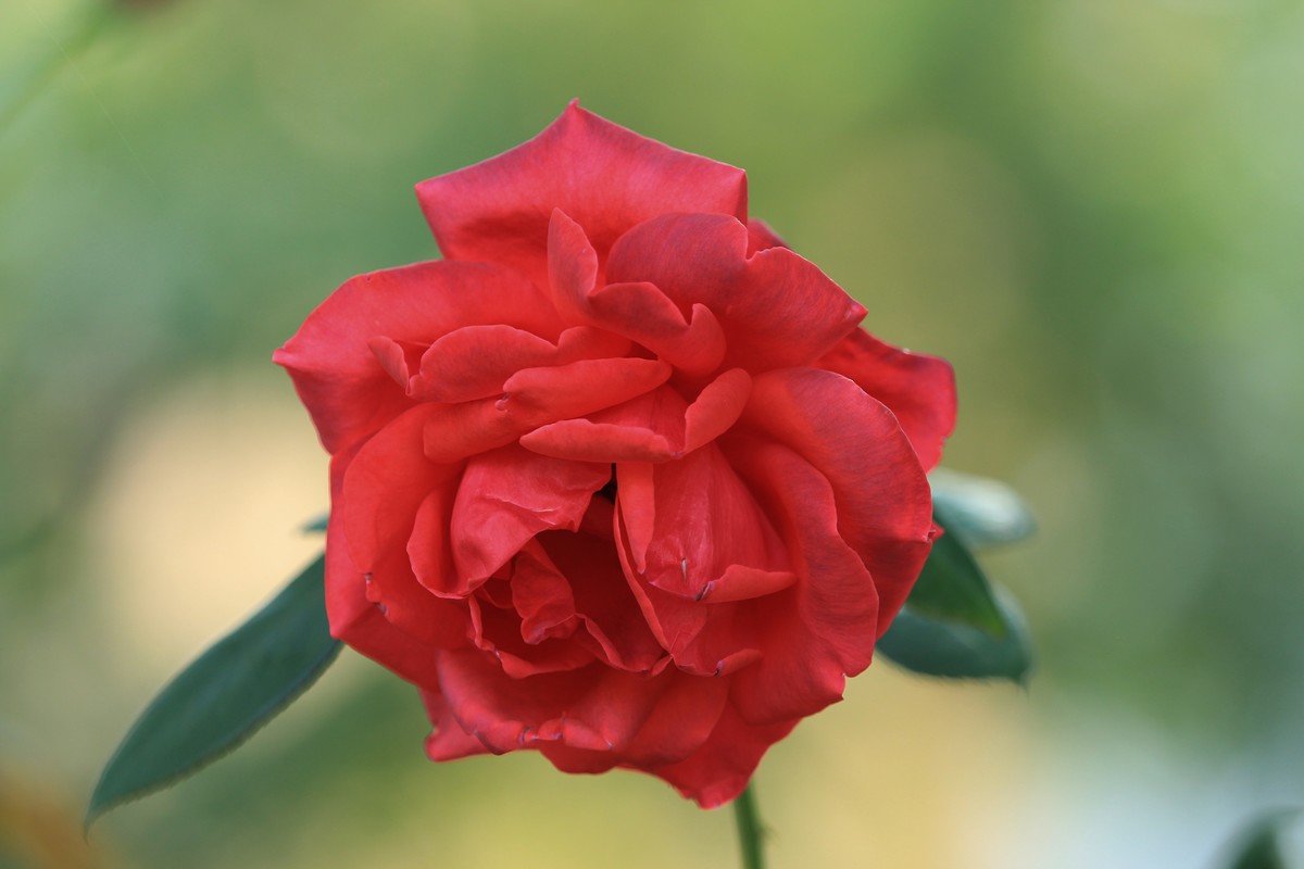 拍摄花卉一（354）