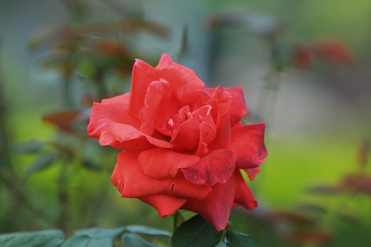 拍摄花卉一（354）