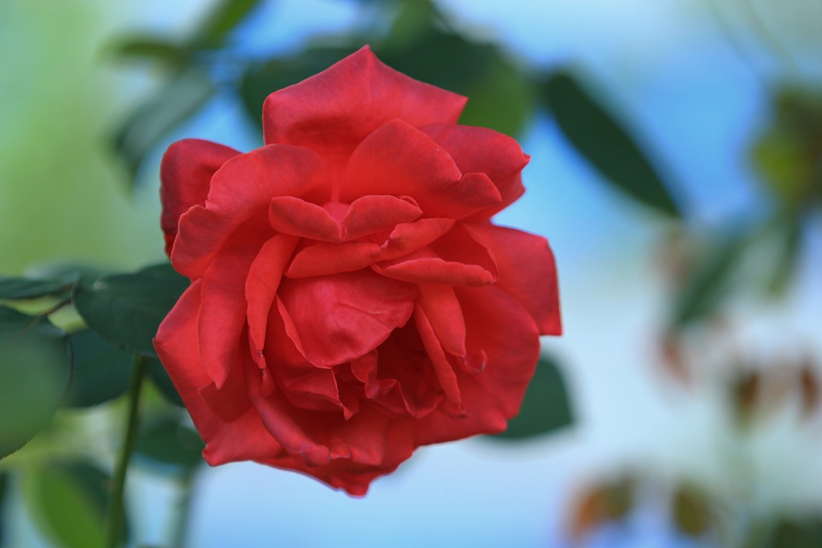 拍摄花卉一（354）