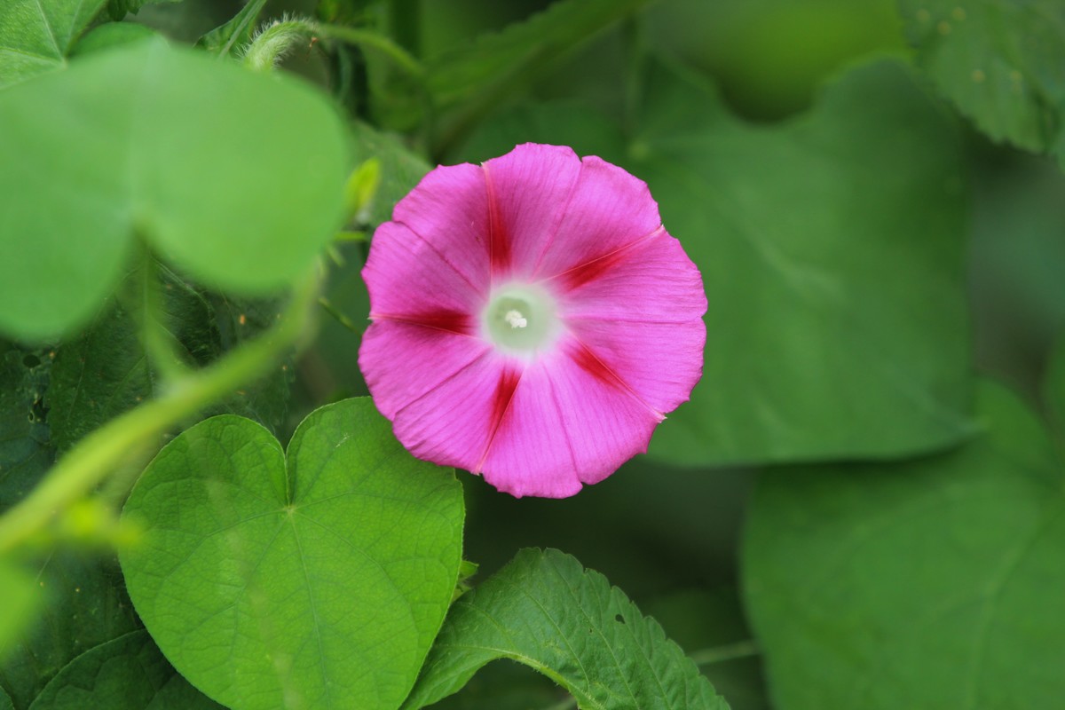 拍摄花卉一（354）