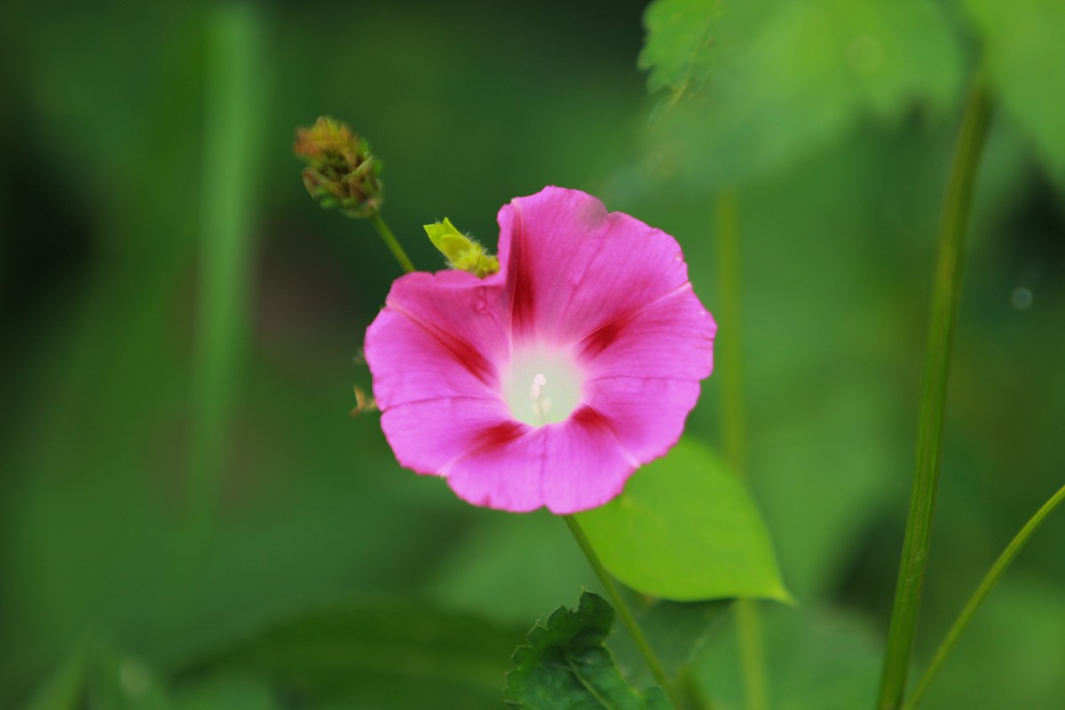 拍摄花卉一（354）