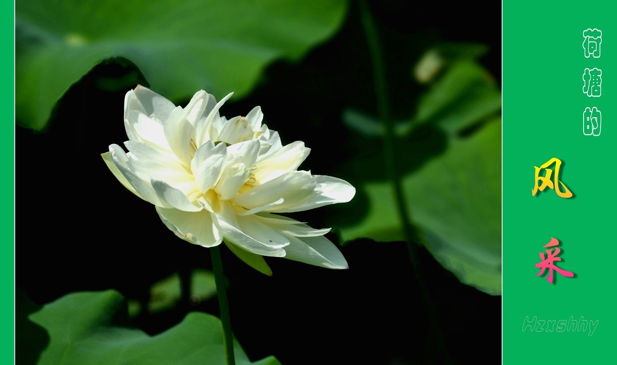 荷塘的风采（2024196）