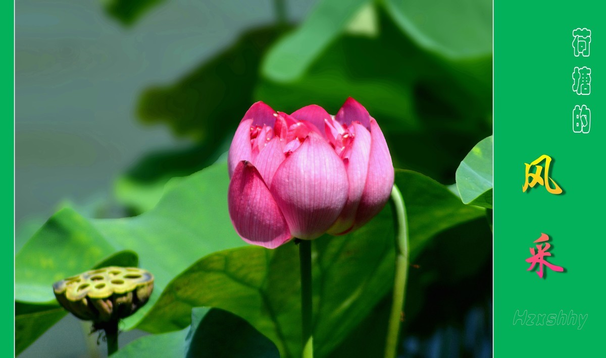 荷塘的风采（2024196）