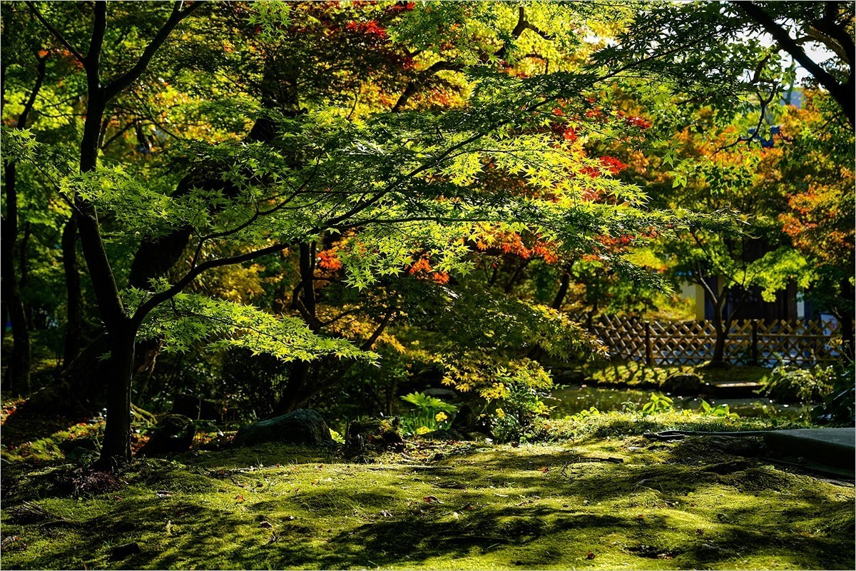 2025年第0004贴-京都永观堂旅拍（0102）