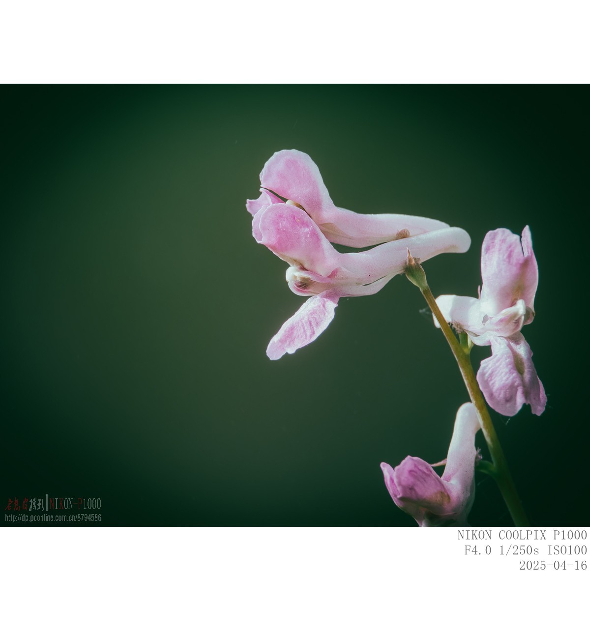 蒲公英 紫菫 委陵菜