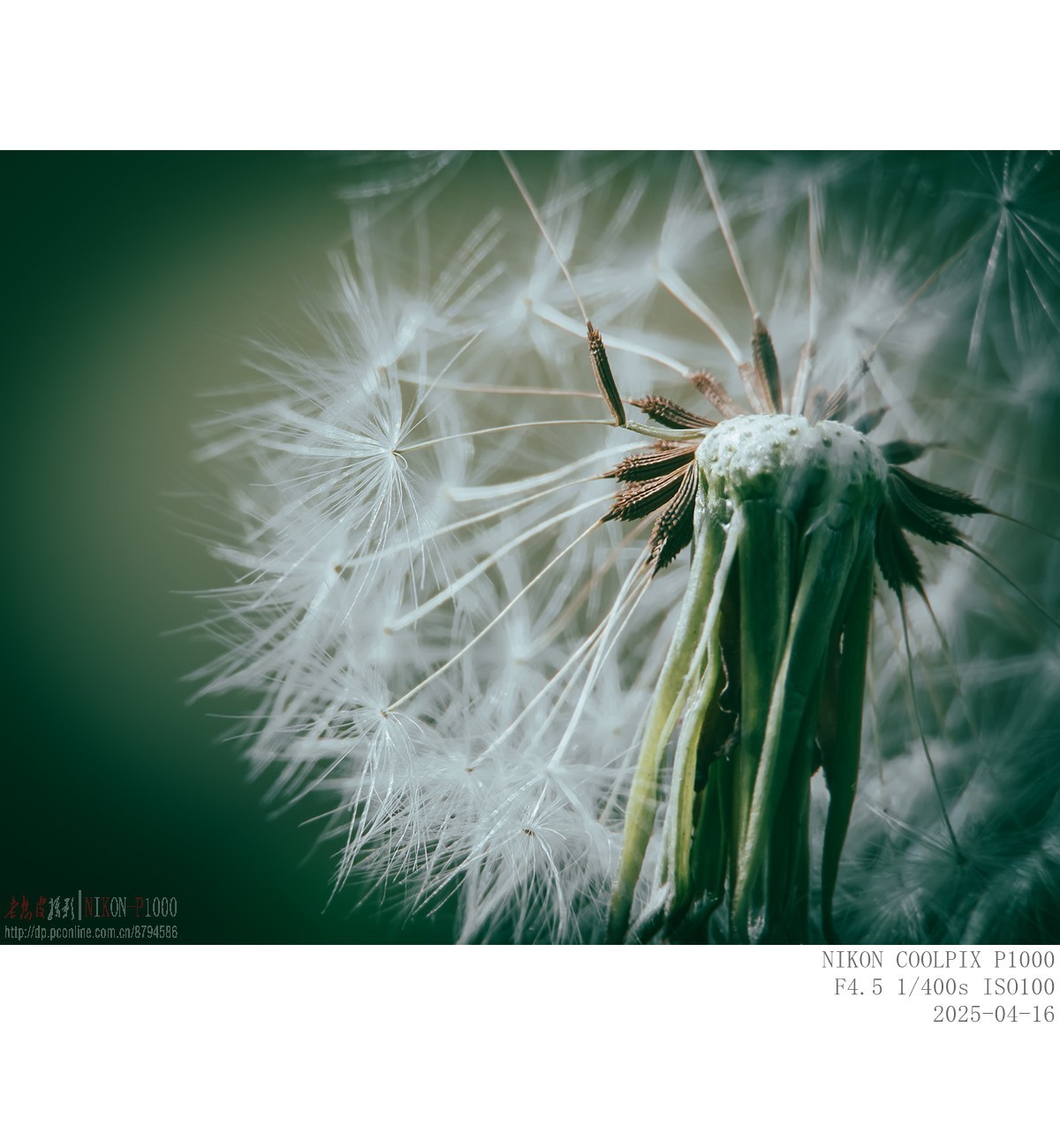 蒲公英 紫菫 委陵菜