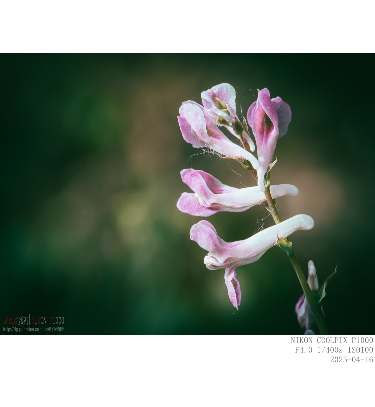 蒲公英 紫菫 委陵菜