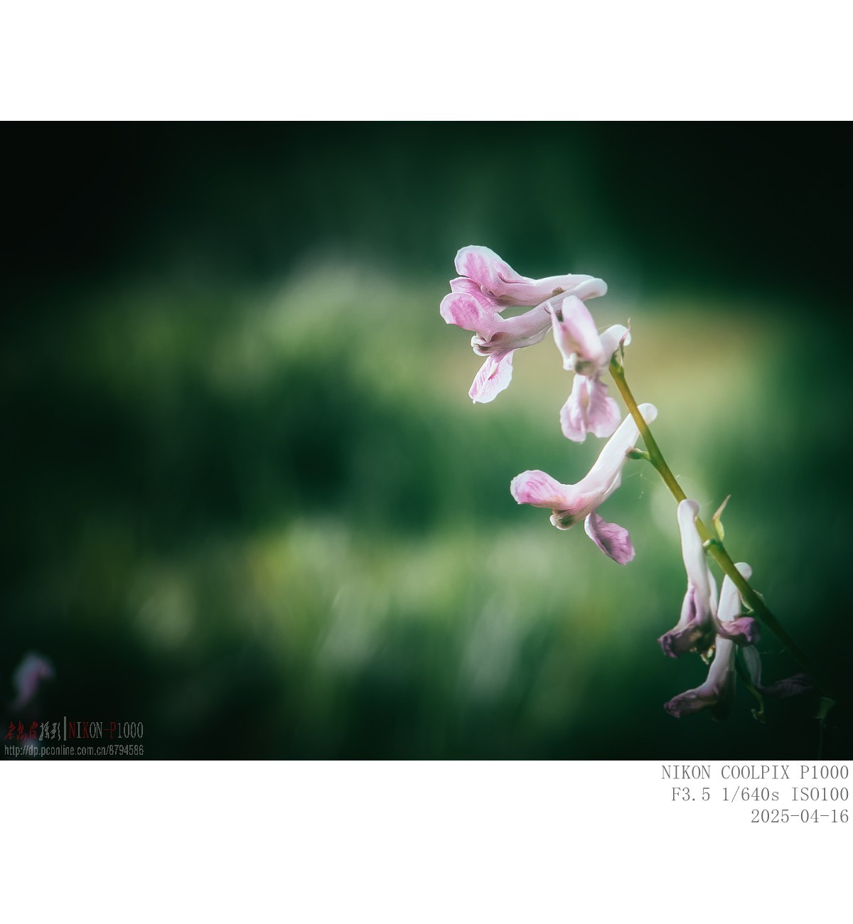 蒲公英 紫菫 委陵菜