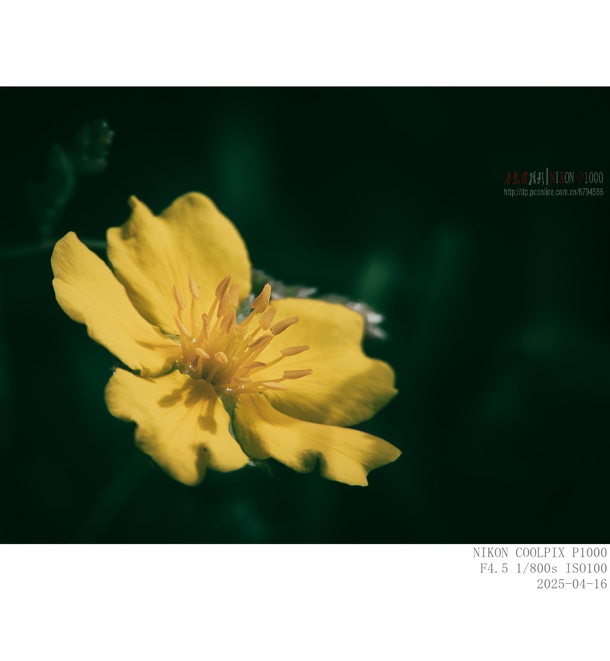 蒲公英 紫菫 委陵菜