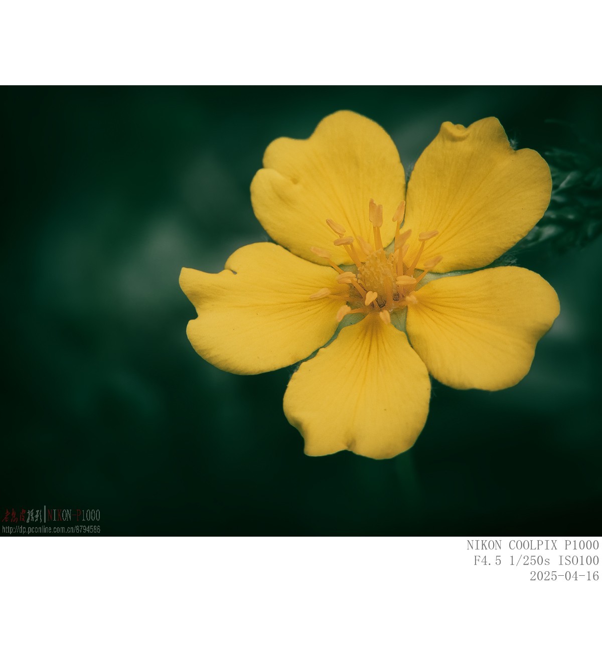 蒲公英 紫菫 委陵菜