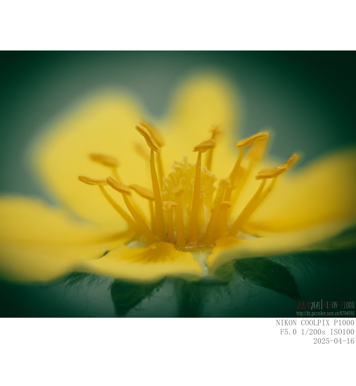 蒲公英 紫菫 委陵菜