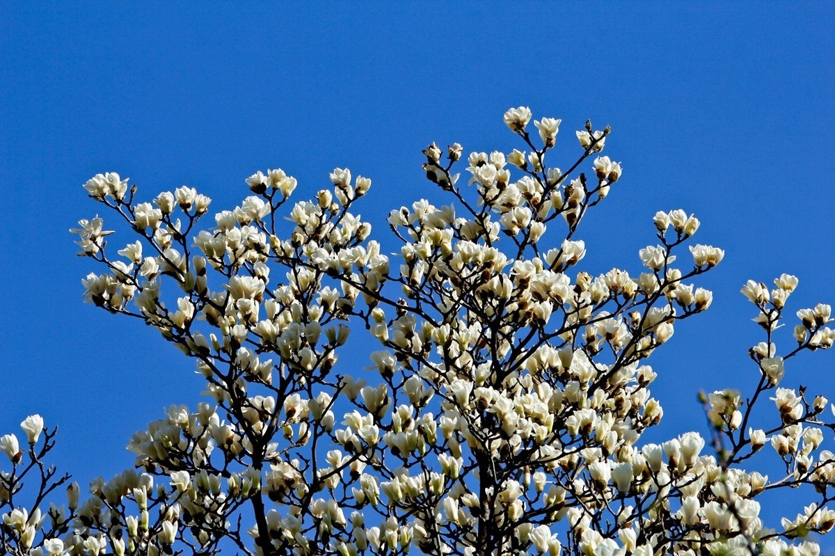 杂拍——邂逅春天