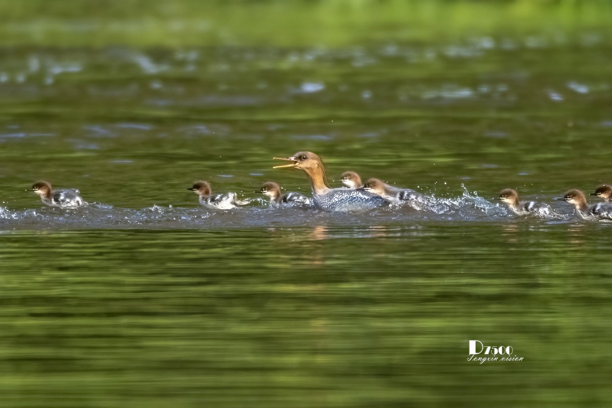 中华秋沙鸭（14）