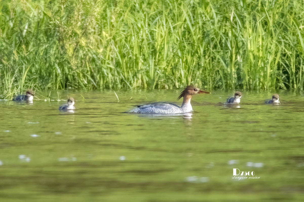 中华秋沙鸭（14）