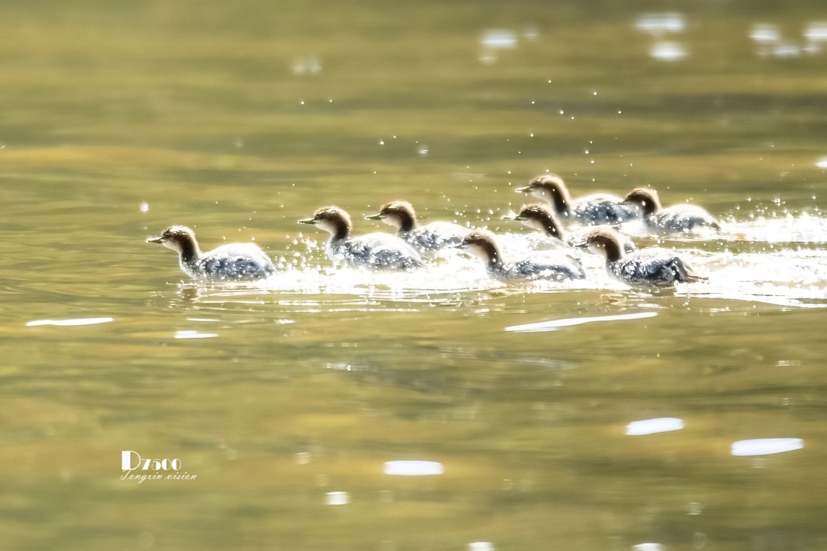中华秋沙鸭（14）