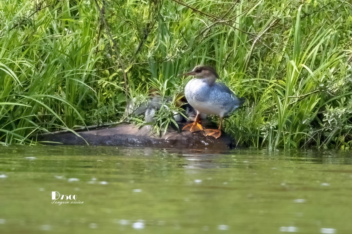 中华秋沙鸭（14）