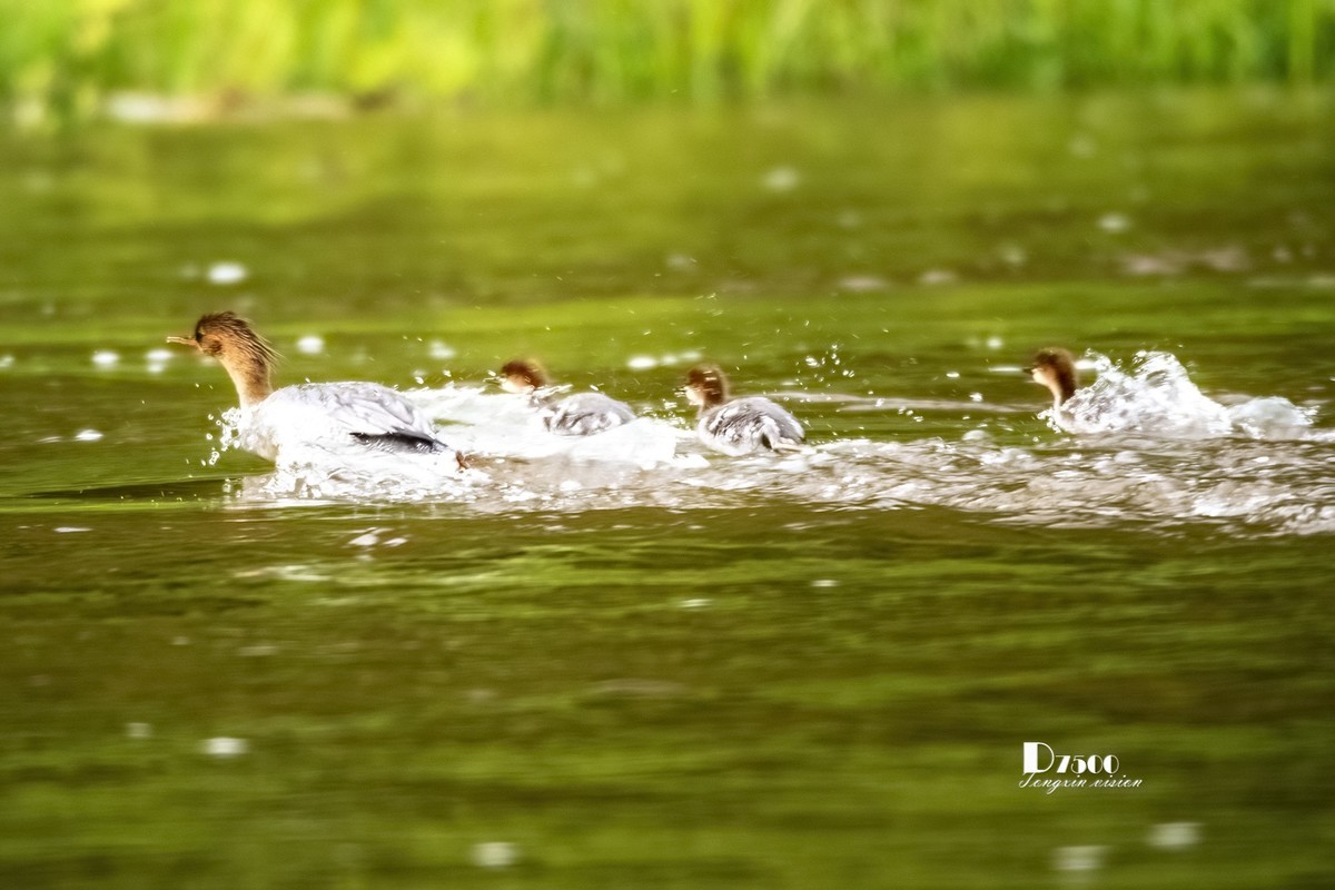 中华秋沙鸭（14）