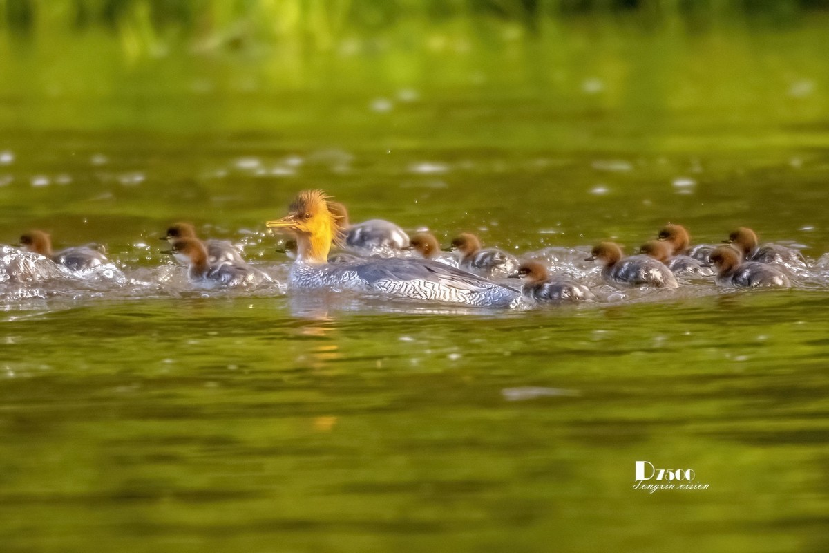 中华秋沙鸭（14）