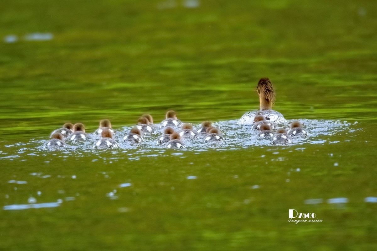 中华秋沙鸭（14）