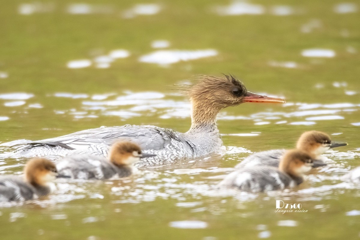 中华秋沙鸭（14）