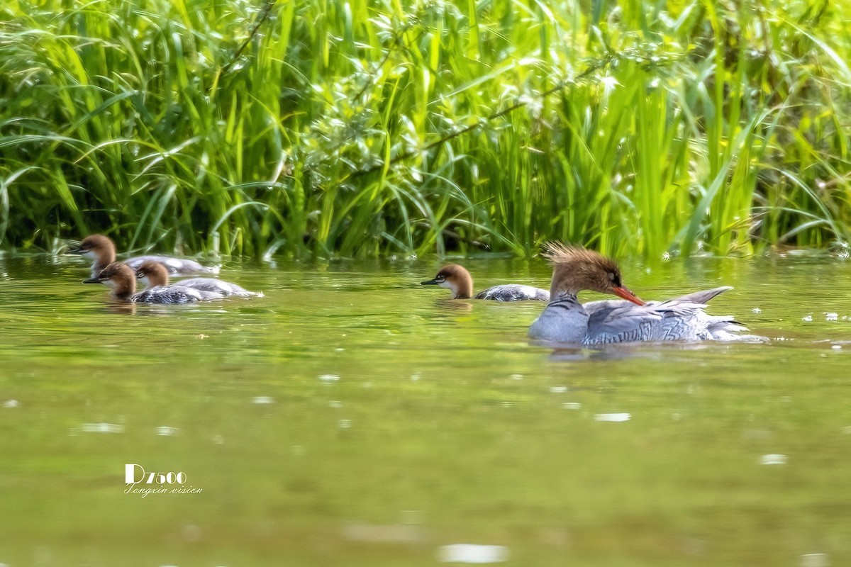 中华秋沙鸭（14）