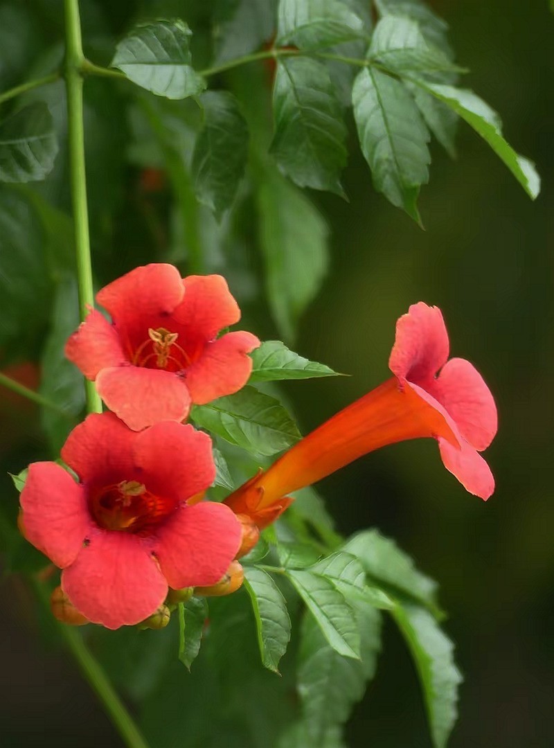 凌宵花2