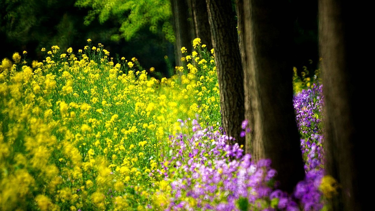 大 连 华 家 牡 丹 园 （ 四 ）