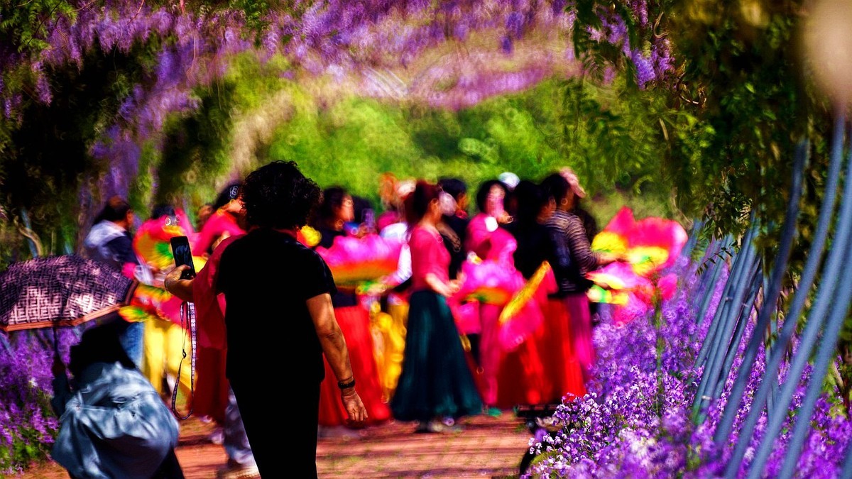 大 连 华 家 牡 丹 园 （ 四 ）