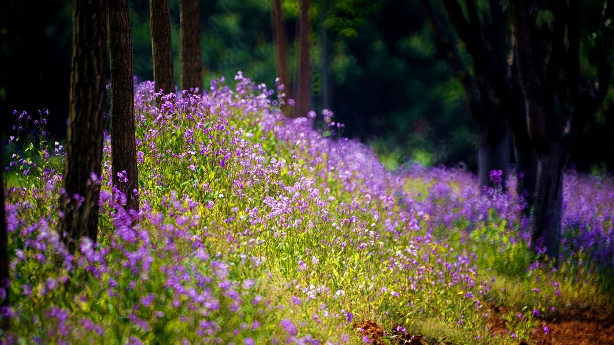 大 连 华 家 牡 丹 园 （ 四 ）