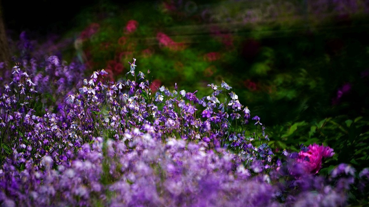 大 连 华 家 牡 丹 园 （ 四 ）